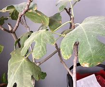 Image result for Fig Tree Rust