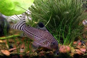 Image result for Zebra Cory Catfish