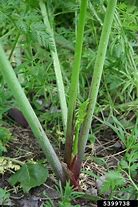 Image result for CSU Extension Poison-hemlock