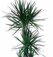 Image result for Variegated Dracaena Plant