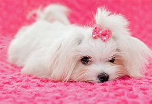 Image result for A Maltese Dog