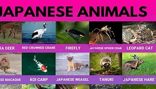 Image result for Japan Animals