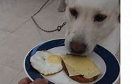 Image result for Homemade Dog Breakfast