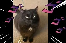 Image result for Jjba Cat Memes