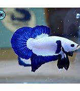 Image result for Blue Rim Betta Fish