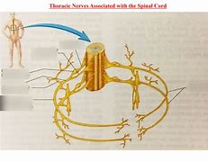 Image result for Thoracic Spinal Nerves Chart