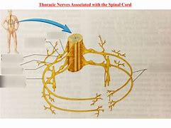 Image result for Thoracic Spinal Nerves