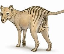 Image result for Thylacine Transparent Background