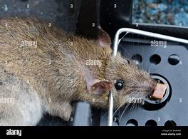 Image result for Dead Rat Trap