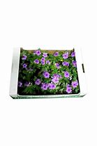 Image result for Vinca Garden