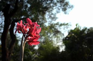 Image result for Dark Red Canna Lily