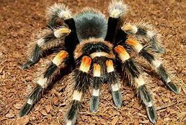 Image result for Venomous Tarantula