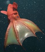 Image result for Vampire Squid Red Eyes