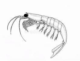 Image result for Krill Illustration