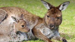 Image result for Marsupial Birth