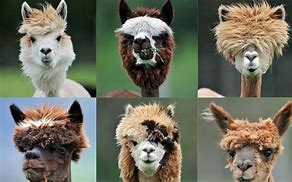 Image result for Alpaca Long Hair