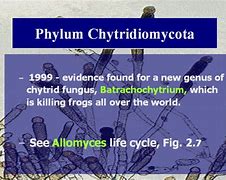 Image result for Chytridiomycota Characteristics