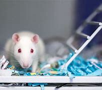 Image result for Male Albino Rats