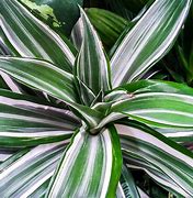 Image result for Variegated Dracaena