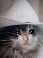 Image result for Sad Cat Crazy