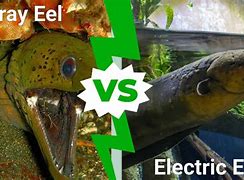 Image result for Biggest Electric Eel