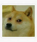 Image result for Doge Sad Aviation