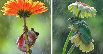 Image result for Florist Frog