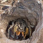 Image result for Burrowing Lizards