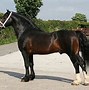 Image result for Welsh Cob Head