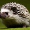 Image result for Baby Hedgehog