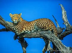 Image result for Leopard Lying