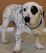 Image result for Basset Hound Cattle Dog Mix