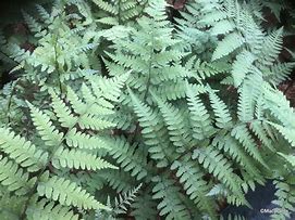 Image result for Athyrium Vidalii