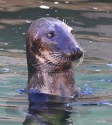 Image result for Maine Grey Seal