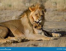 Image result for Male Lion with Cub Zoo