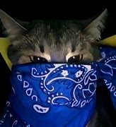 Image result for Cat with Bandana Meme PFP Blue