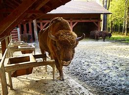 Image result for Polish Bison