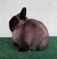 Image result for Siamese Sable Lionhead Rabbit