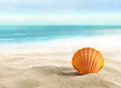 Image result for Picture of Beach Sand and Sea Shells