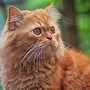 Image result for What Do Tabby Cats Look Like