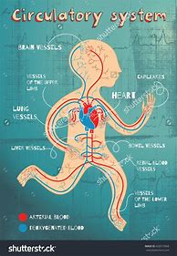 Image result for Circulatory System Grade 5