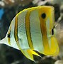 Image result for Yellow and Black Saltwater Fish