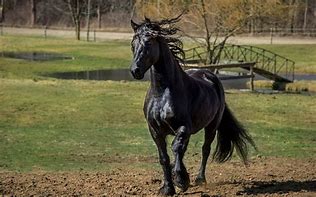 Image result for Light Brown Draft Horse