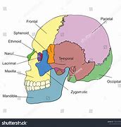 Image result for Human Skull Lateral View