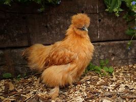 Image result for Brown Silkie