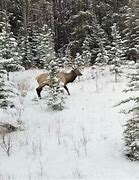 Image result for Wildlife in Banff