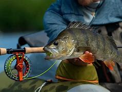 Image result for Perch Fishing