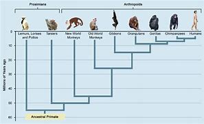 Image result for Primate Classification Chart