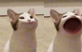 Image result for Cat Smiling Memw