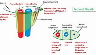 Image result for femoral canal function